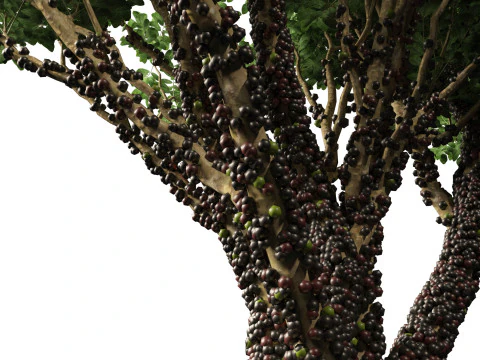Plinia Cauliflora - Brazilian Grape Tree 3D Model