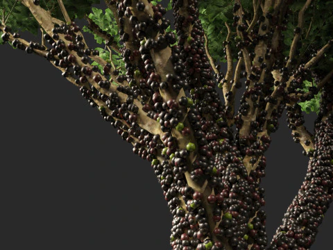 Plinia Cauliflora - Brazilian Grape Tree 3D Model