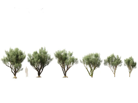 Plinia Cauliflora - Brazilian Grape Tree 3D Model