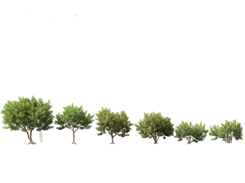 Schinus Terebinthifolia Brazilian Peppertree 3D Model .c4d .max .obj .3ds .fbx .stl .blend