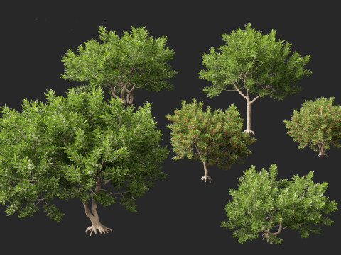 Schinus Terebinthifolia Brazilian Peppertree 3D Model