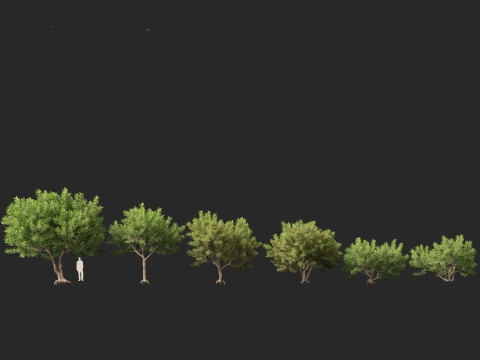 Schinus Terebinthifolia Brazilian Peppertree 3D Model
