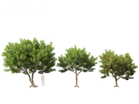 Schinus Terebinthifolia Brazilian Peppertree 3D Model