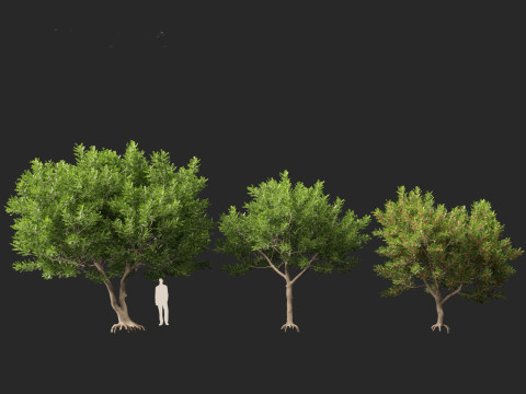 Schinus Terebinthifolia Brazilian Peppertree 3D Model