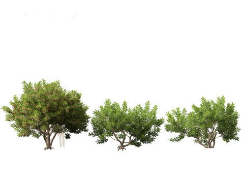 Schinus Terebinthifolia Brazilian Peppertree 3D Model