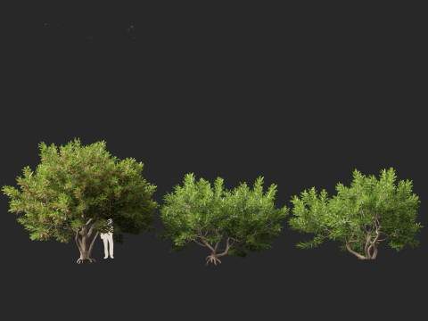 Schinus Terebinthifolia Brazilian Peppertree 3D Model