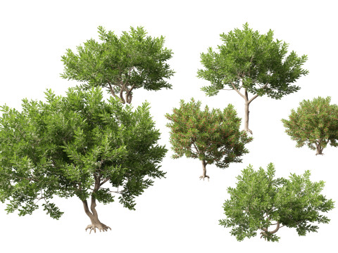 Schinus Terebinthifolia Brazilian Peppertree 3D Model