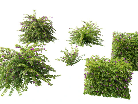 Thunbergia erecta Bush Clock Vine Modello 3D