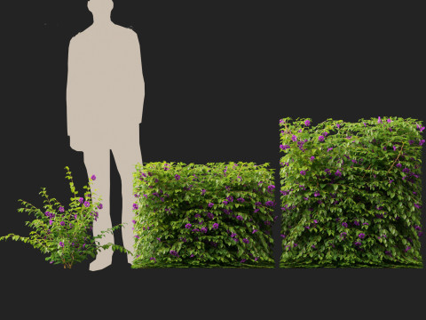 Thunbergia erecta Bush Clock Vine 3D-Modell