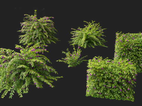 Thunbergia erecta Bush Clock Vine 3D-Modell