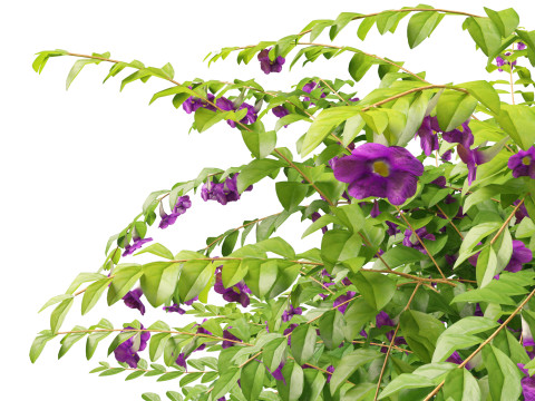 Thunbergia erecta Bush Clock Vine 3D-Modell