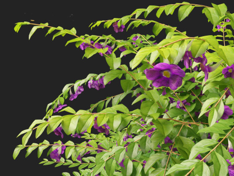 Thunbergia erecta Bush Clock Vine 3D-Modell