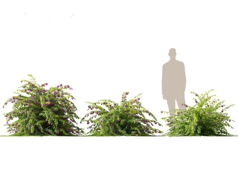 Thunbergia erecta Bush Clock Vine 3D-Modell