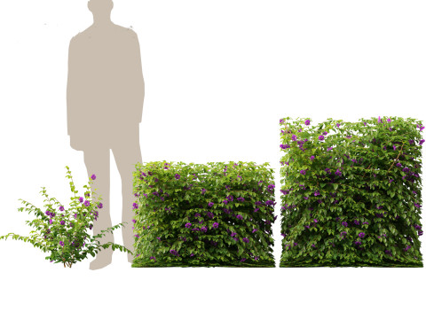 Thunbergia erecta Bush Clock Vine 3D-Modell
