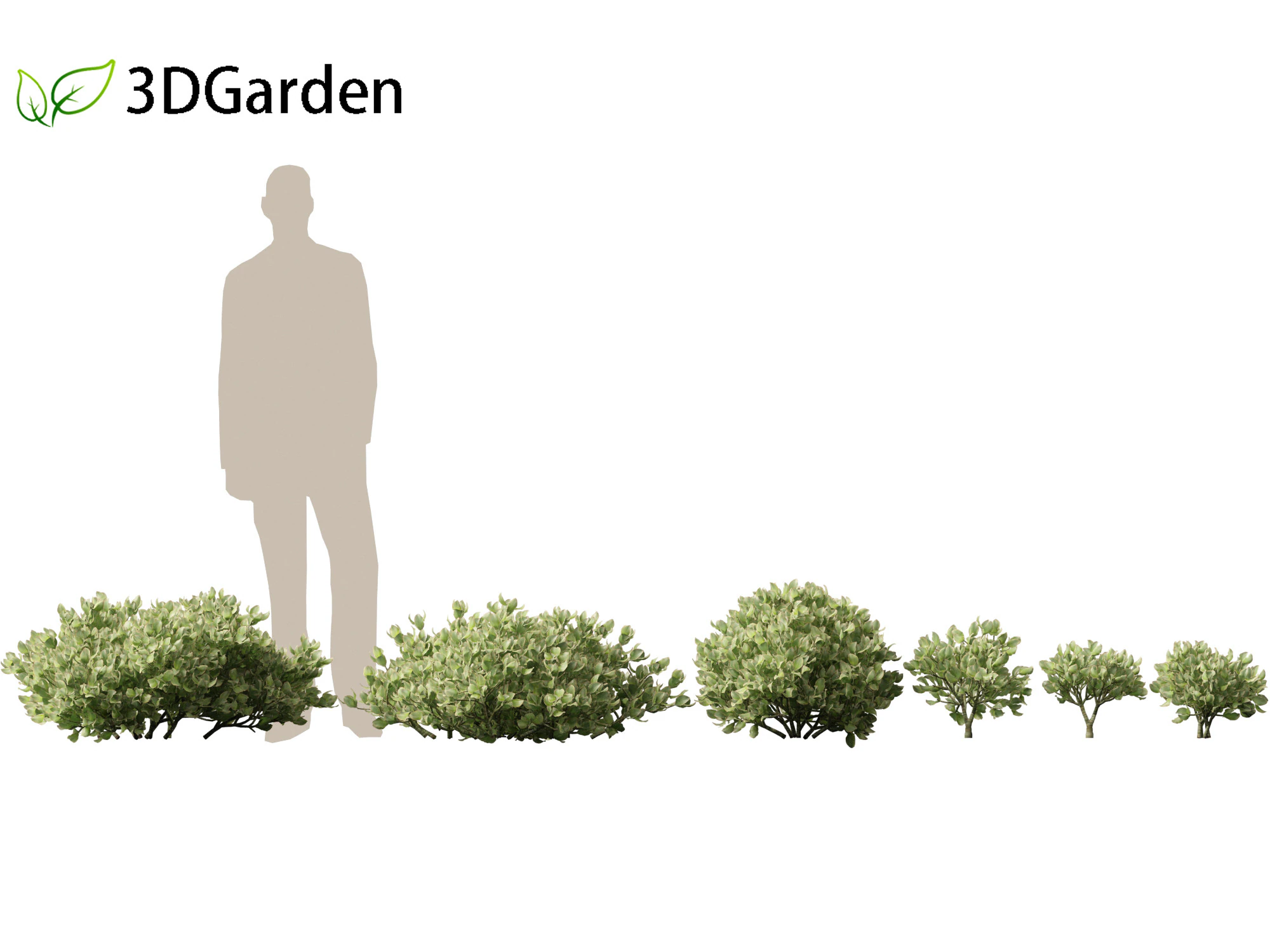 Crassula arborescens the Jade Plant Max Cook 3D Model .c4d .max .obj .3ds .fbx .stl .blend 