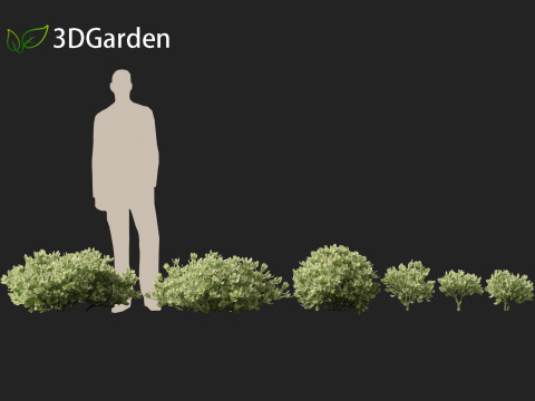 Crassula arborescens the Jade Plant Max Cook Model 3D