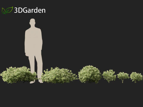 Crassula arborescens the Jade Plant Max Cook 3D Model