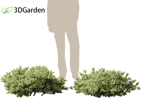 Crassula arborescens the Jade Plant Max Cook Model 3D