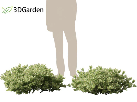 Crassula arborescens the Jade Plant Max Cook 3D Model
