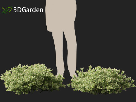 Crassula arborescens the Jade Plant Max Cook Model 3D