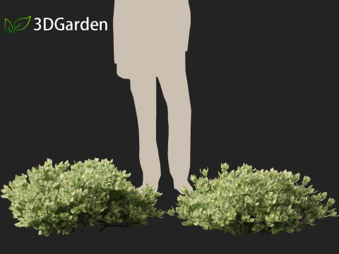 Crassula arborescens the Jade Plant Max Cook 3D Model