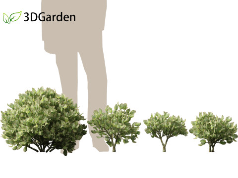 Crassula arborescens the Jade Plant Max Cook Model 3D