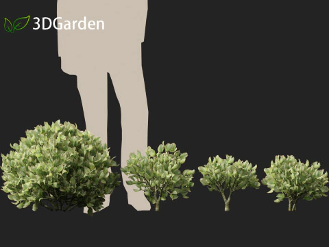Crassula arborescens the Jade Plant Max Cook 3D Model