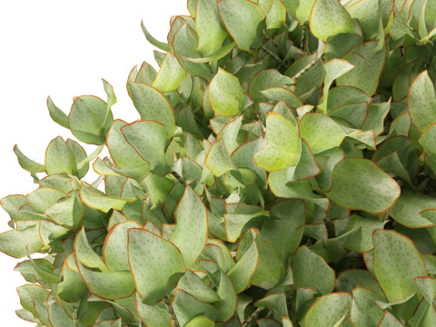 Crassula arborescens the Jade Plant Max Cook Model 3D