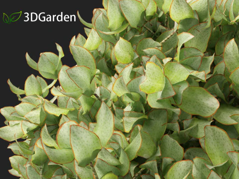 Crassula arborescens the Jade Plant Max Cook 3D Model