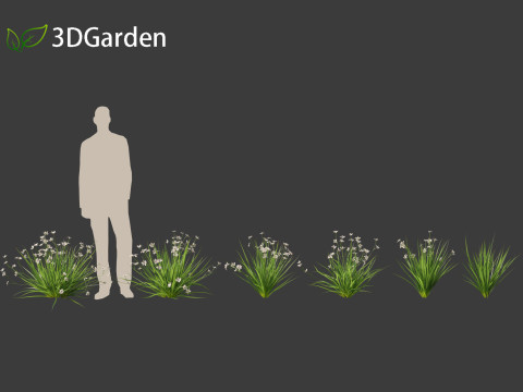Dietes grandiflora Fairy Iris 3D 모델