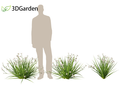 Dietes grandiflora Fairy Iris 3D 모델