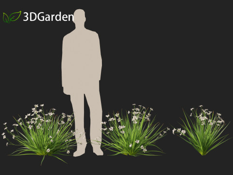 Dietes grandiflora Fairy Iris 3D 모델