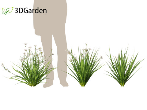 Dietes grandiflora Fairy Iris 3D 모델