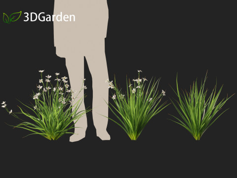 Dietes grandiflora Fairy Iris 3D 모델