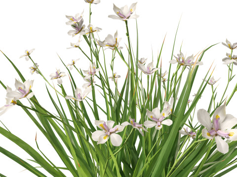 Dietes grandiflora Fairy Iris 3D 모델