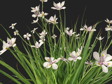 Dietes grandiflora Fairy Iris 3D 모델