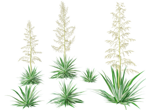 Furcraea foetida - Giant Cabuya 3D Model
