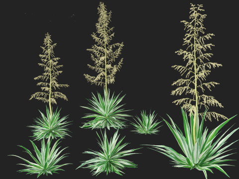 Furcraea foetida - Giant Cabuya 3D मॉडल