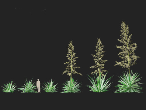 Furcraea foetida - Giant Cabuya 3D मॉडल