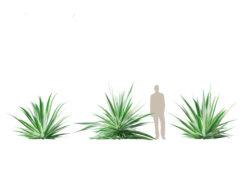 Furcraea foetida - Giant Cabuya 3D मॉडल