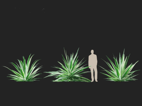Furcraea foetida - Giant Cabuya 3D मॉडल