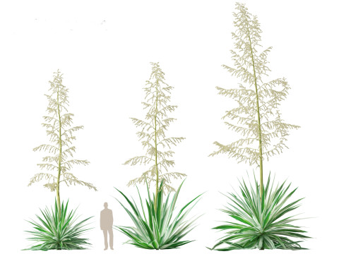 Furcraea foetida - Giant Cabuya 3D मॉडल