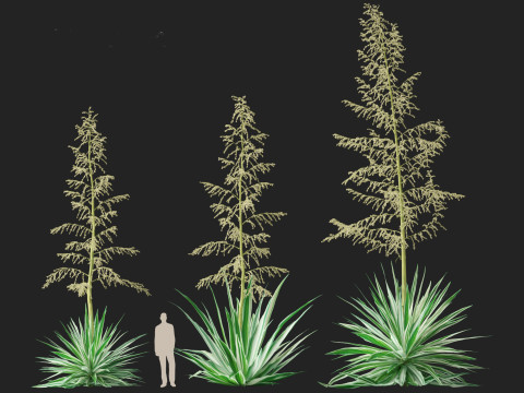 Furcraea foetida - Giant Cabuya 3D मॉडल
