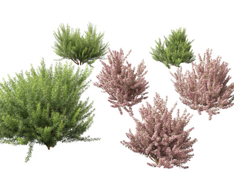 Leptospermum scoparium - manuka myrtle 3D Model