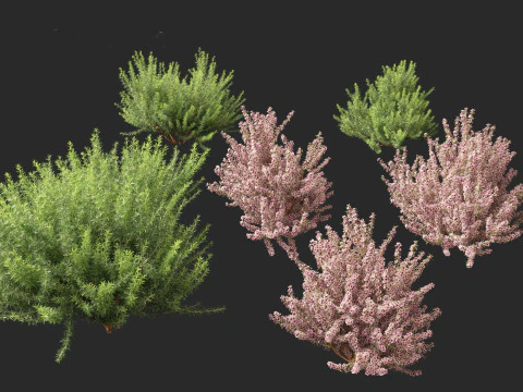 Leptospermum scoparium - manuka myrtle 3D Model