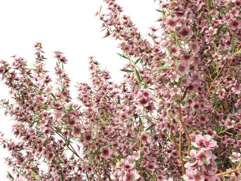 Leptospermum scoparium - manuka myrtle 3D Model