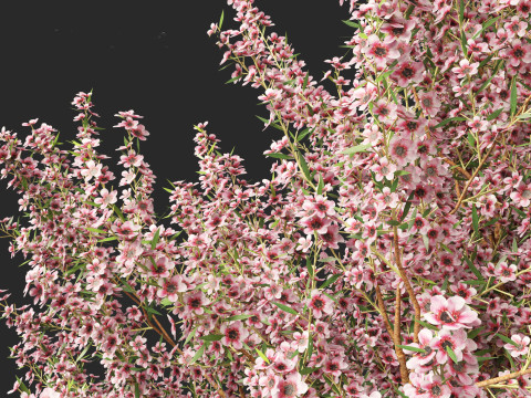 Leptospermum scoparium - manuka myrtle 3D मॉडल