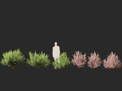 Leptospermum scoparium - manuka myrtle 3D Model
