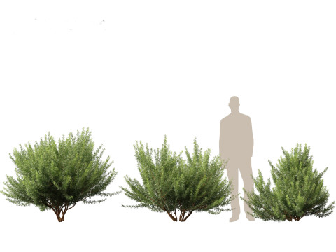 Leptospermum scoparium - manuka myrtle 3D मॉडल