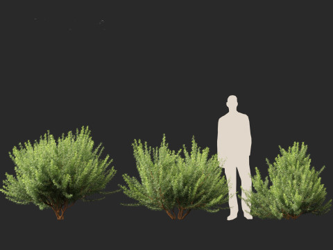 Leptospermum scoparium - manuka myrtle 3D मॉडल